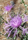 Einzelbild 6 Stoebe-Flockenblume - Centaurea stoebe