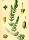 Einzelbild 2 Raues Hornblatt - Ceratophyllum demersum