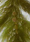 Einzelbild 3 Raues Hornblatt - Ceratophyllum demersum