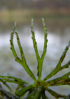 Einzelbild 4 Raues Hornblatt - Ceratophyllum demersum