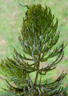 Einzelbild 5 Raues Hornblatt - Ceratophyllum demersum