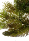 Einzelbild 6 Raues Hornblatt - Ceratophyllum demersum