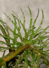 Einzelbild 7 Raues Hornblatt - Ceratophyllum demersum
