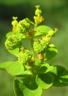 Einzelbild 2 Sumpf-Wolfsmilch - Euphorbia palustris