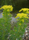 Einzelbild 7 Sumpf-Wolfsmilch - Euphorbia palustris