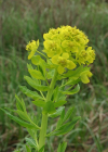 Einzelbild 8 Sumpf-Wolfsmilch - Euphorbia palustris