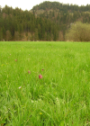 Einzelbild 4 Perlhuhn-Schachblume - Fritillaria meleagris