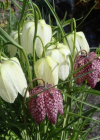 Einzelbild 5 Perlhuhn-Schachblume - Fritillaria meleagris