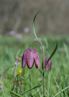 Einzelbild 6 Perlhuhn-Schachblume - Fritillaria meleagris