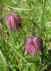 Einzelbild 7 Perlhuhn-Schachblume - Fritillaria meleagris