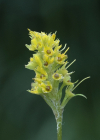 Einzelbild 5 Strauss-Gilbweiderich - Lysimachia thyrsiflora