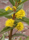 Einzelbild 6 Strauss-Gilbweiderich - Lysimachia thyrsiflora