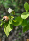 Einzelbild 4 Echte Mispel - Mespilus germanica