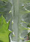 Einzelbild 8 Eselsdistel - Onopordum acanthium