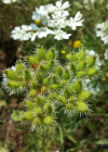 Einzelbild 1 Grossblütiger Breitsame - Orlaya grandiflora