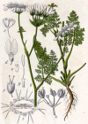 Einzelbild 3 Grossblütiger Breitsame - Orlaya grandiflora