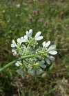 Einzelbild 4 Grossblütiger Breitsame - Orlaya grandiflora