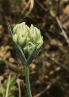 Einzelbild 5 Grossblütiger Breitsame - Orlaya grandiflora