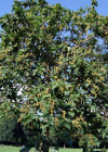Einzelbild 2 Blauglockenbaum - Paulownia tomentosa