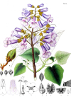 Einzelbild 3 Blauglockenbaum - Paulownia tomentosa