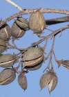 Einzelbild 6 Blauglockenbaum - Paulownia tomentosa