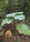 Einzelbild 7 Blauglockenbaum - Paulownia tomentosa