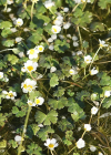 Einzelbild 1 Gemeiner Wasserhahnenfuss - Ranunculus aquatilis aggr.