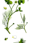 Einzelbild 2 Gemeiner Wasserhahnenfuss - Ranunculus aquatilis aggr.