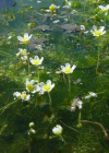 Einzelbild 3 Gemeiner Wasserhahnenfuss - Ranunculus aquatilis aggr.