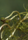 Einzelbild 5 Gemeiner Wasserhahnenfuss - Ranunculus aquatilis aggr.