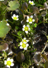 Einzelbild 6 Gemeiner Wasserhahnenfuss - Ranunculus aquatilis aggr.