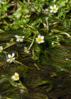 Einzelbild 7 Gemeiner Wasserhahnenfuss - Ranunculus aquatilis aggr.
