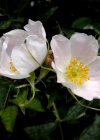Einzelbild 6 Duft-Rose - Rosa elliptica