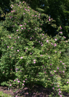 Einzelbild 5 Zimt-Rose - Rosa majalis