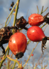 Einzelbild 3 Wein-Rose - Rosa rubiginosa