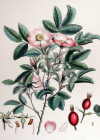 Einzelbild 2 Apfel-Rose - Rosa villosa