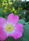Einzelbild 3 Apfel-Rose - Rosa villosa