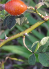 Einzelbild 7 Apfel-Rose - Rosa villosa
