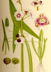 Einzelbild 2 Echtes Pfeilkraut - Sagittaria sagittifolia