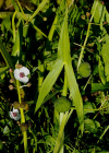 Einzelbild 1 Echtes Pfeilkraut - Sagittaria sagittifolia