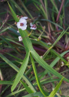 Einzelbild 8 Echtes Pfeilkraut - Sagittaria sagittifolia