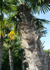 Einzelbild 2 Fortunes Hanfpalme - Trachycarpus fortunei