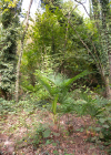 Einzelbild 7 Fortunes Hanfpalme - Trachycarpus fortunei