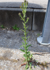 Einzelbild 5 Schabenkraut - Verbascum blattaria