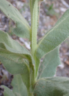 Einzelbild 7 Grossblütige Königskerze - Verbascum densiflorum
