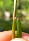 Einzelbild 5 Raugras - Achnatherum calamagrostis