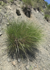 Einzelbild 6 Raugras - Achnatherum calamagrostis