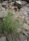 Einzelbild 1 Schmalblättrige Spornblume - Centranthus angustifolius