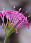 Einzelbild 2 Schmalblättrige Spornblume - Centranthus angustifolius