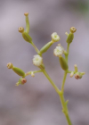 Einzelbild 3 Schmalblättrige Spornblume - Centranthus angustifolius